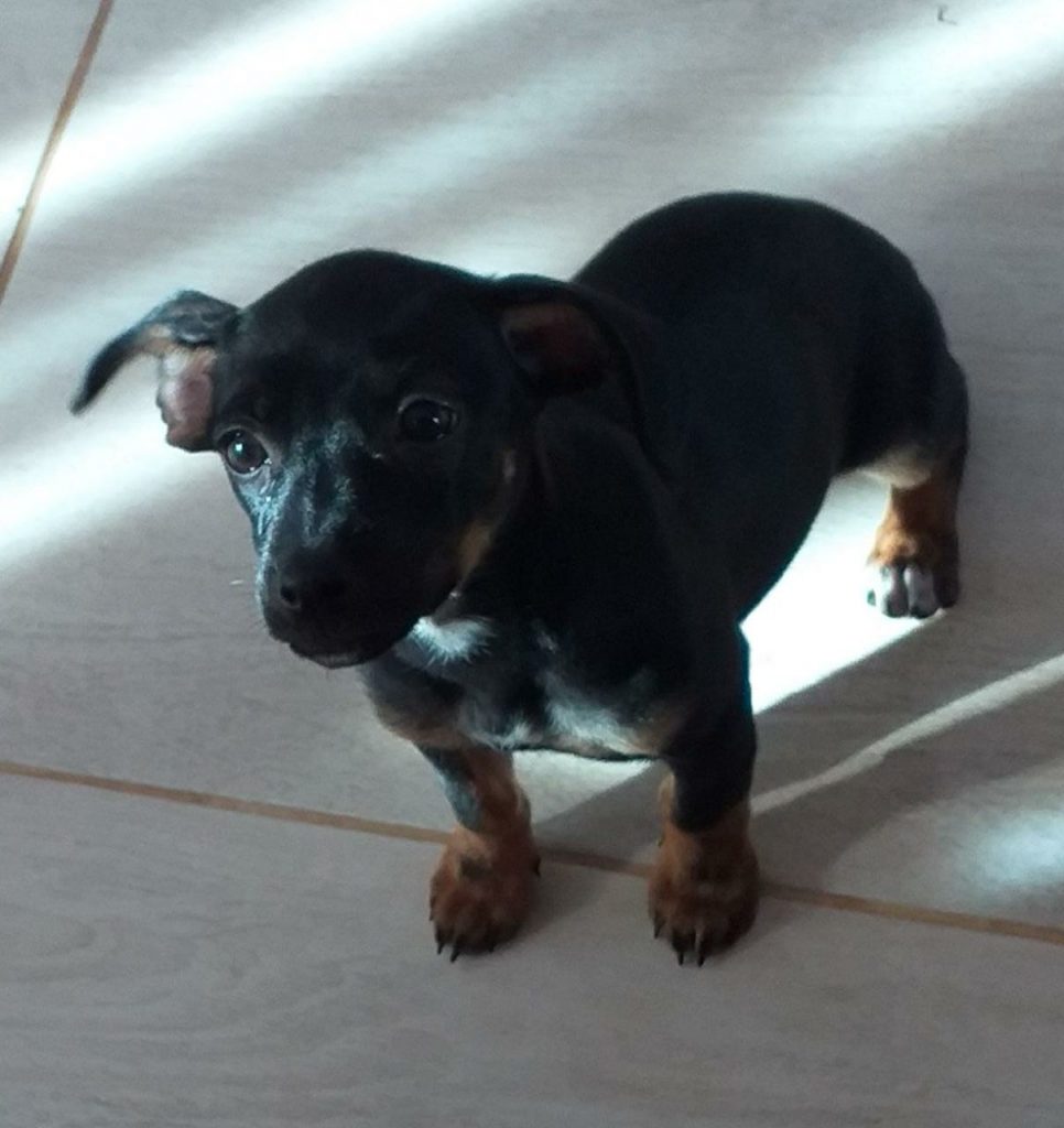 Cachorrinha ‘July’ está desaparecida na região do Bairro São Cristóvão