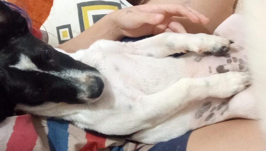 Cachorrinho que pertence a uma criança está desaparecido desde terça-feira (2)