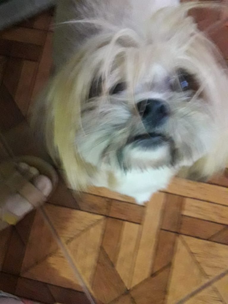 Cachorrinha foi encontrada no Esmeralda Cachorrinha foi encontrada no Esmeralda