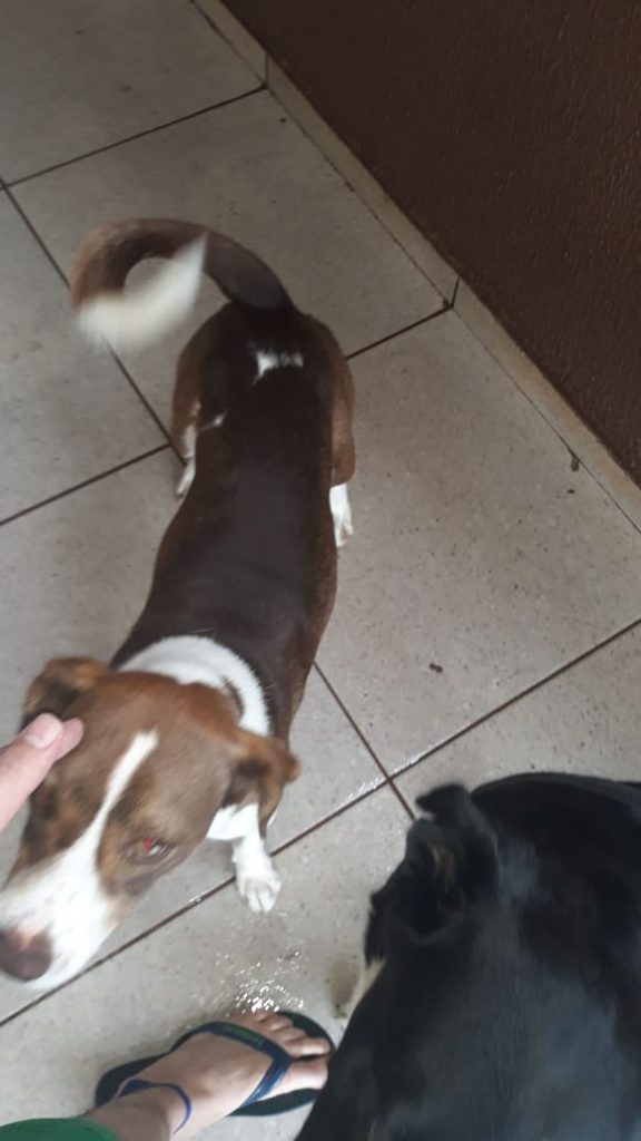 Cachorro sumiu no Barcelona Cachorro sumiu no Barcelona