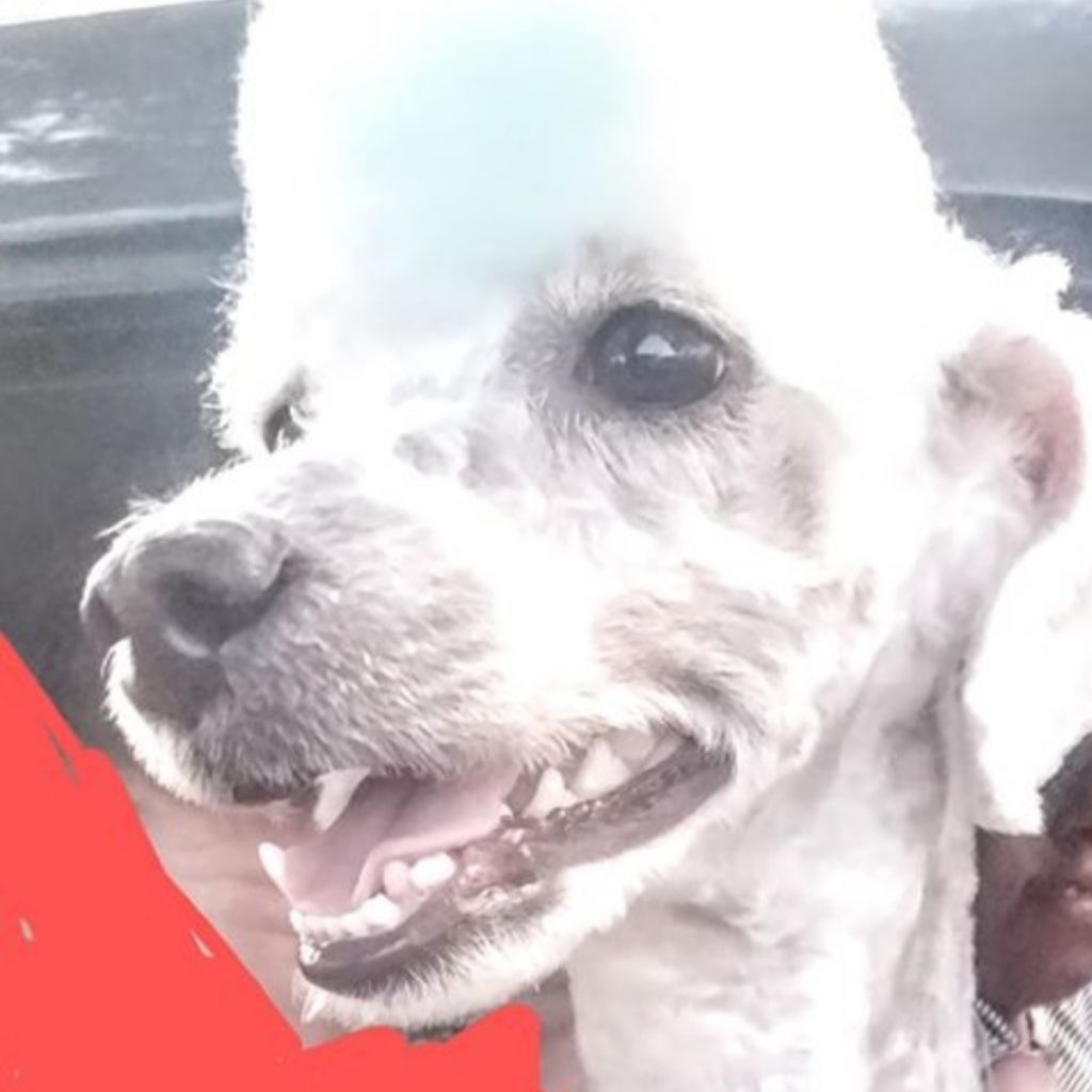 Cãozinho sumiu na região do Jardim das Veredas Cãozinho sumiu na região do Jardim das Veredas