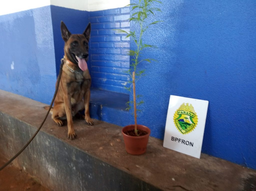BPFRON apreende pé de maconha durante Operação Hórus, em Marechal Cândido Rondon BPFRON apreende pé de maconha durante Operação Hórus, em Marechal Cândido Rondon