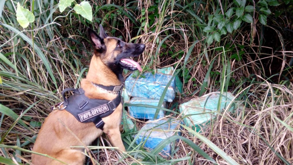 BPFron apreende 158 kg de maconha durante a Operação Hórus em Santa Helena