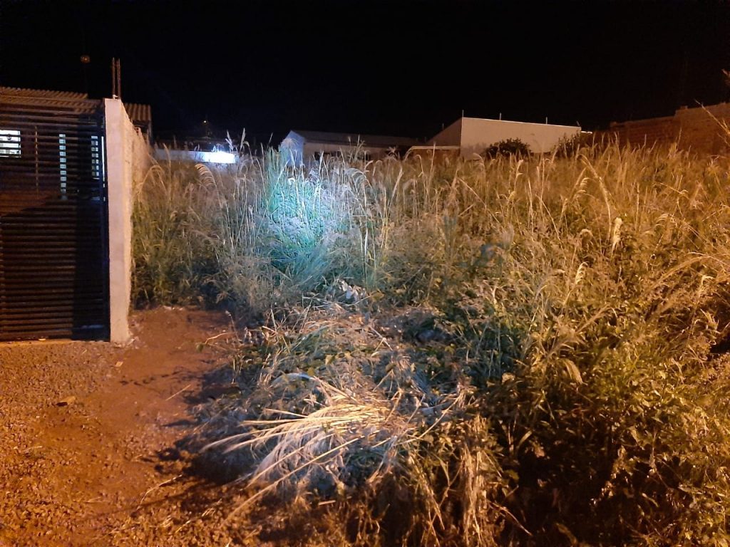 ‘O mato está mais alto que o muro’, reclama vizinho de terreno tomado pela vegetação em Santa Tereza do Oeste