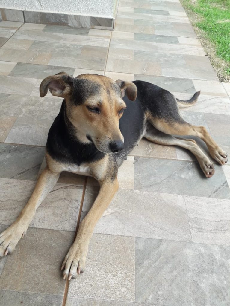 Cadelinha é encontrada no Parque Verde