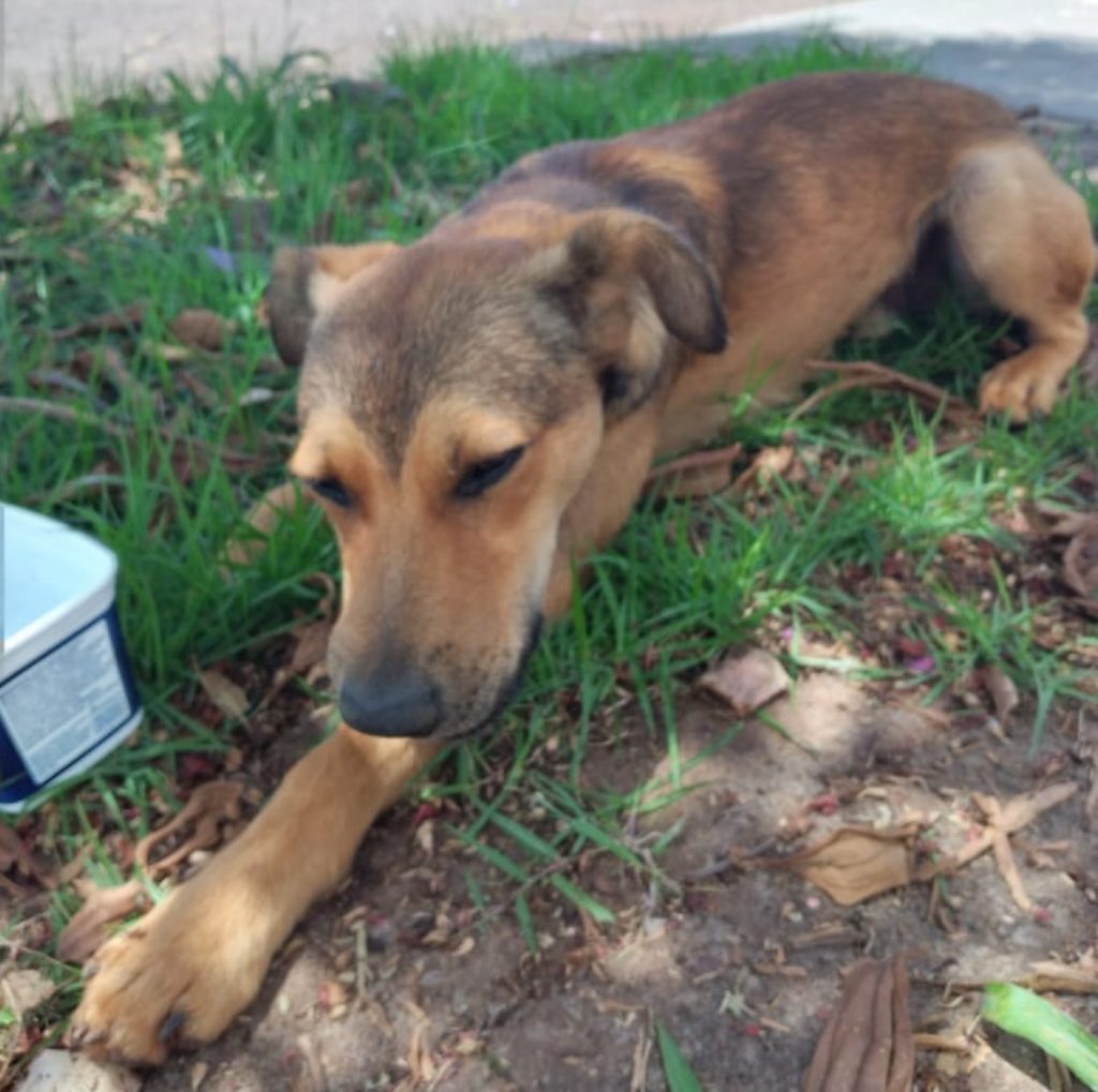 Mulher localiza cão no Bairro Neva e procura pelo dono no Bairro