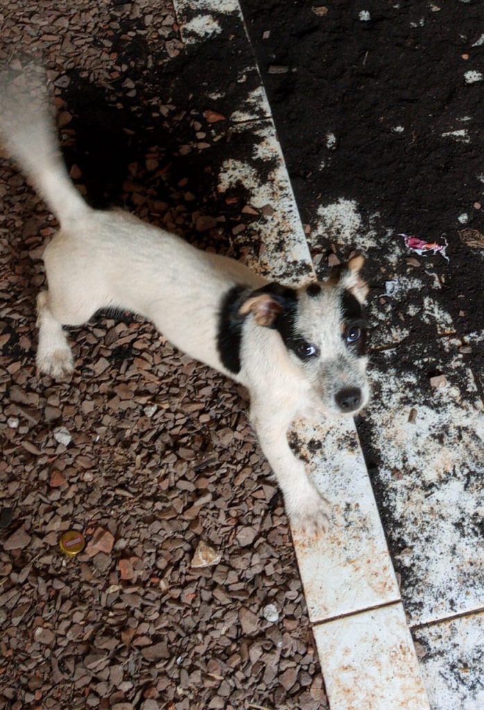 Cachorrinho Fullon sumiu no Bairro Floresta