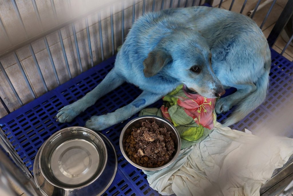 Cachorros de rua com pelo azul são achados na Rússia perto de indústria química