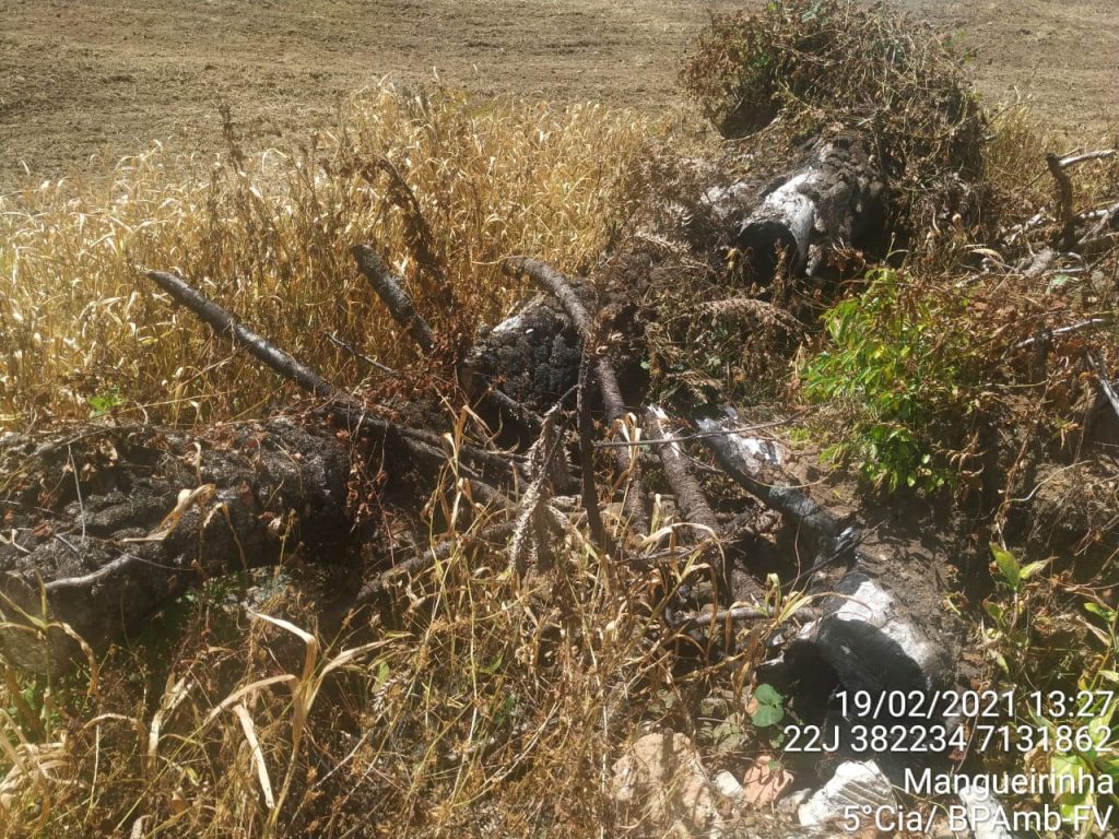 Polícia Ambiental autua proprietários que destruíram vegetação nativa, em Mangueirinha Polícia Ambiental autua proprietários que destruíram vegetação nativa, em Mangueirinha