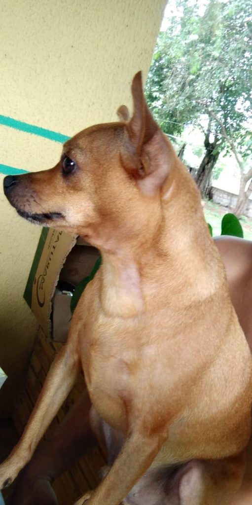 Theise está desaparecido e dono oferece recompensa de R$ 1 mil
