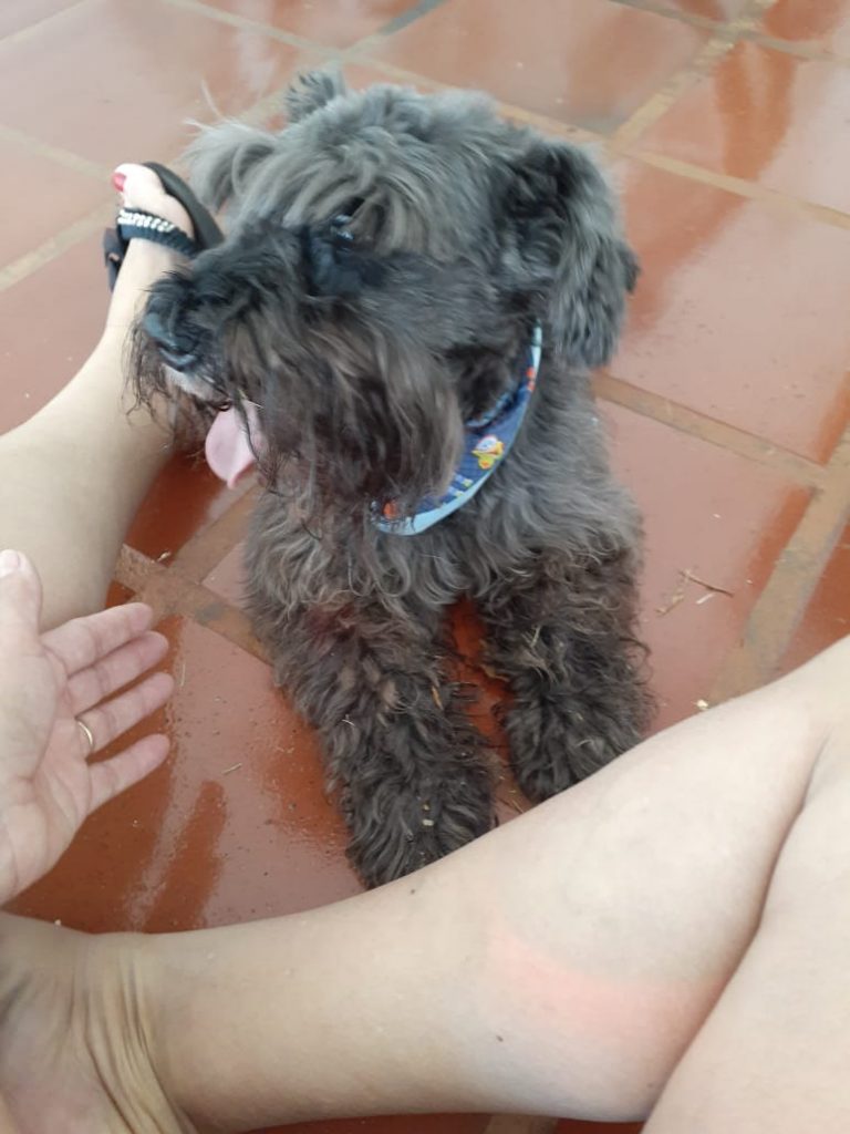 Cachorrinho é encontrado no Tropical