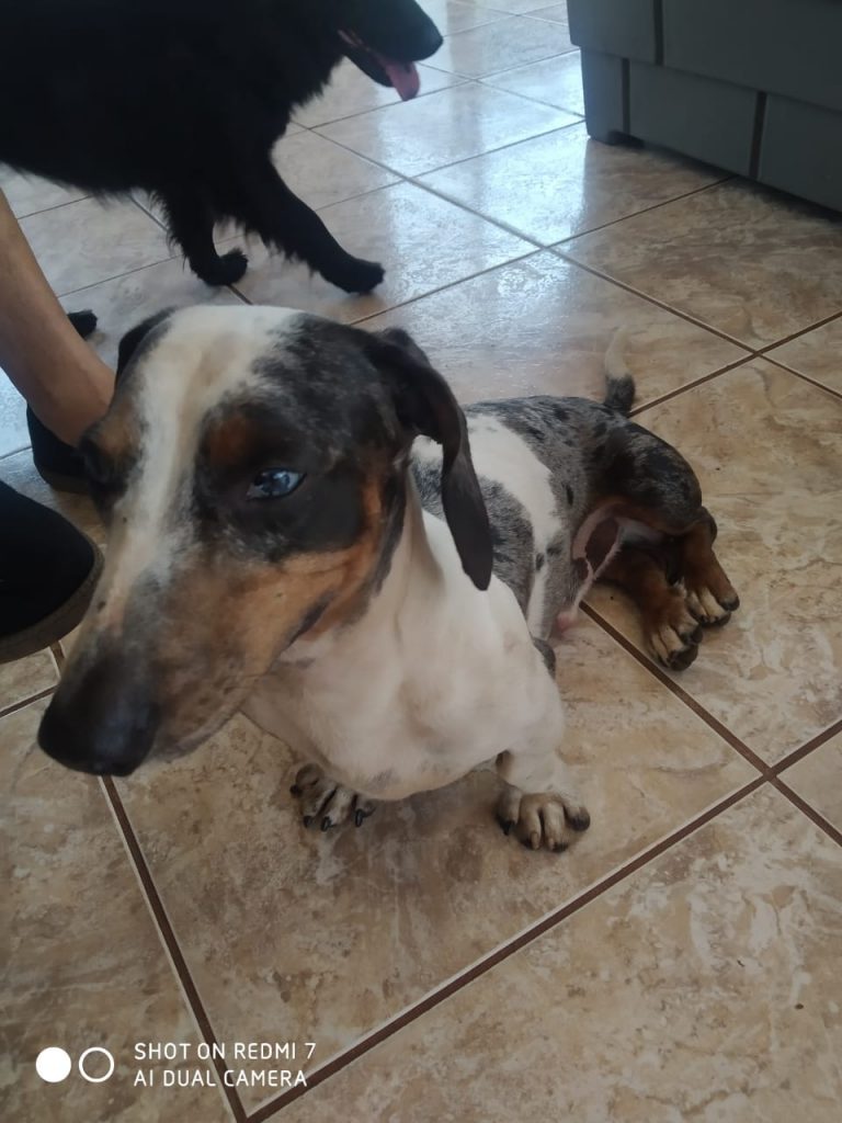 Cãozinho foi encontrado no Bairro São Cristóvão Cãozinho foi encontrado no Bairro São Cristóvão