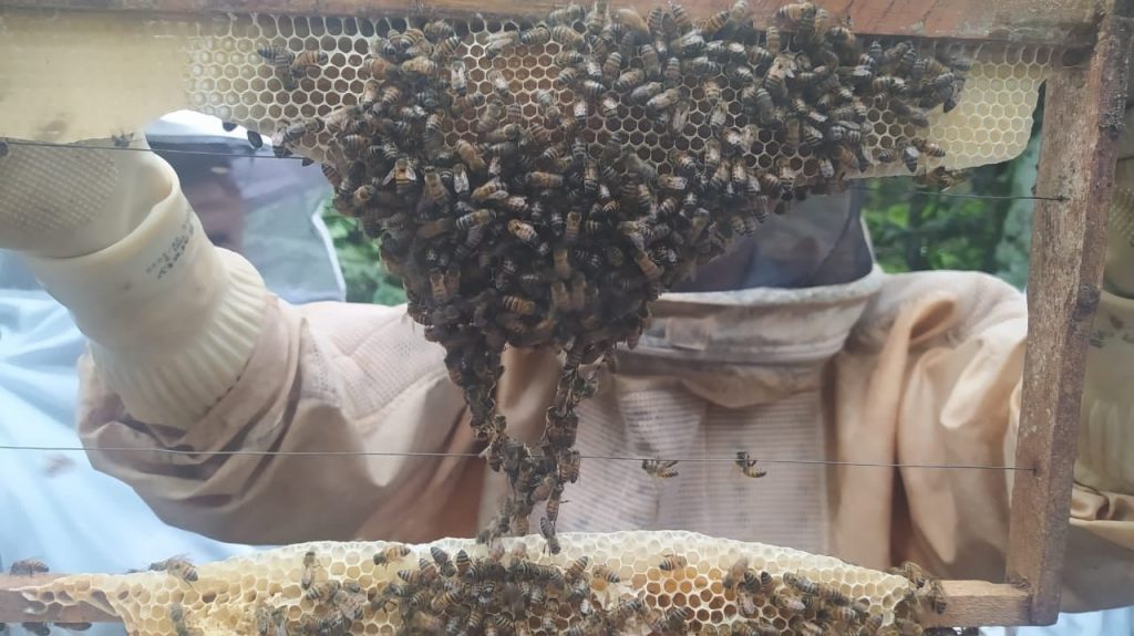 Agrotec está com inscrições abertas para cursos de Apicultura e Meliponicultura