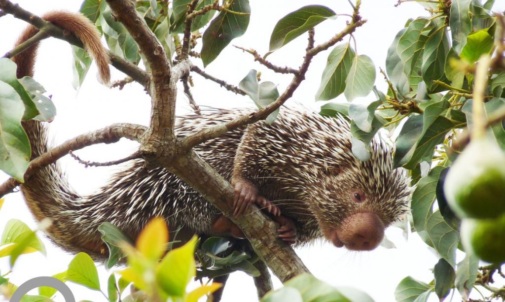 Ceará lança lista inédita de animais encontrados no estado Ceará lança lista inédita de animais encontrados no estado
