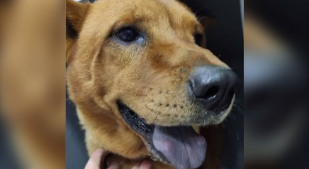 Cachorro ‘Thor’, da raça chow chow, está desaparecido no Parque São Paulo Cachorro ‘Thor’, da raça chow chow, está desaparecido no Parque São Paulo