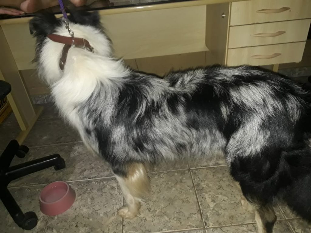Moradora do Pacaembu encontra e acolhe cachorro perdido; ela quer devolvê-lo ao dono Moradora do Pacaembu encontra e acolhe cachorro perdido; ela quer devolvê-lo ao dono