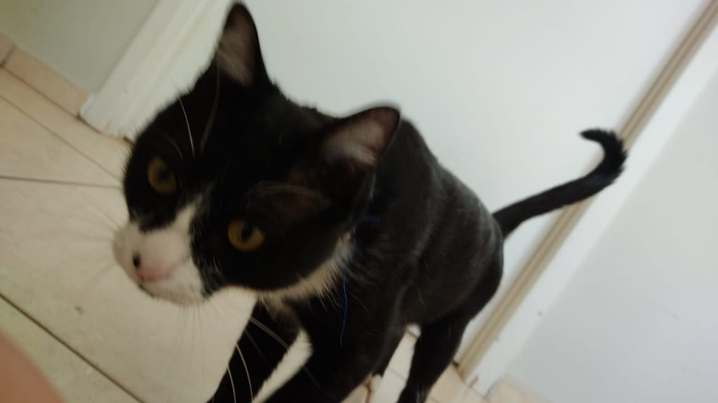 Gato de estimação está desaparecido na região entre o Floresta e o Riviera Gato de estimação está desaparecido na região entre o Floresta e o Riviera