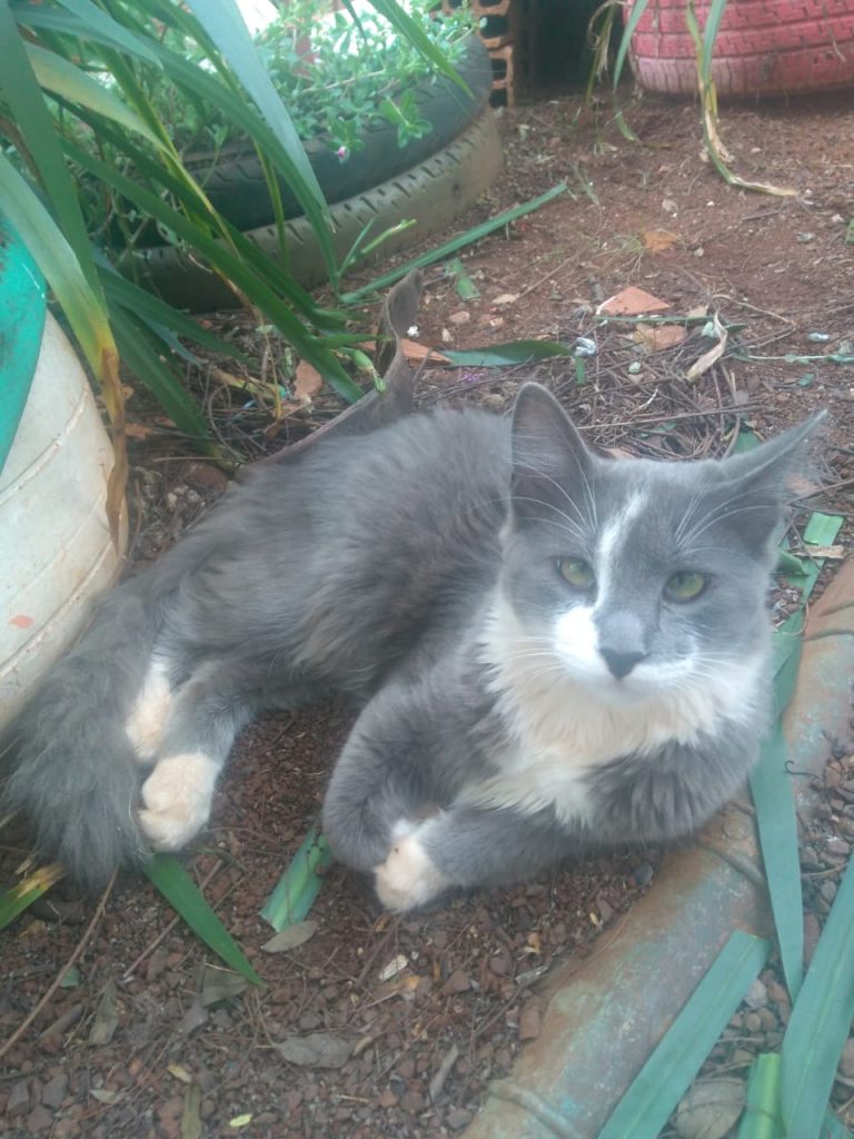 Gato ‘Panda’ está desaparecido na região do Bairro Coqueiral Gato ‘Panda’ está desaparecido na região do Bairro Coqueiral