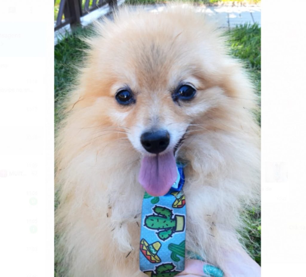 Cachorrinho foi encontrado no Bairro Maria Luíza