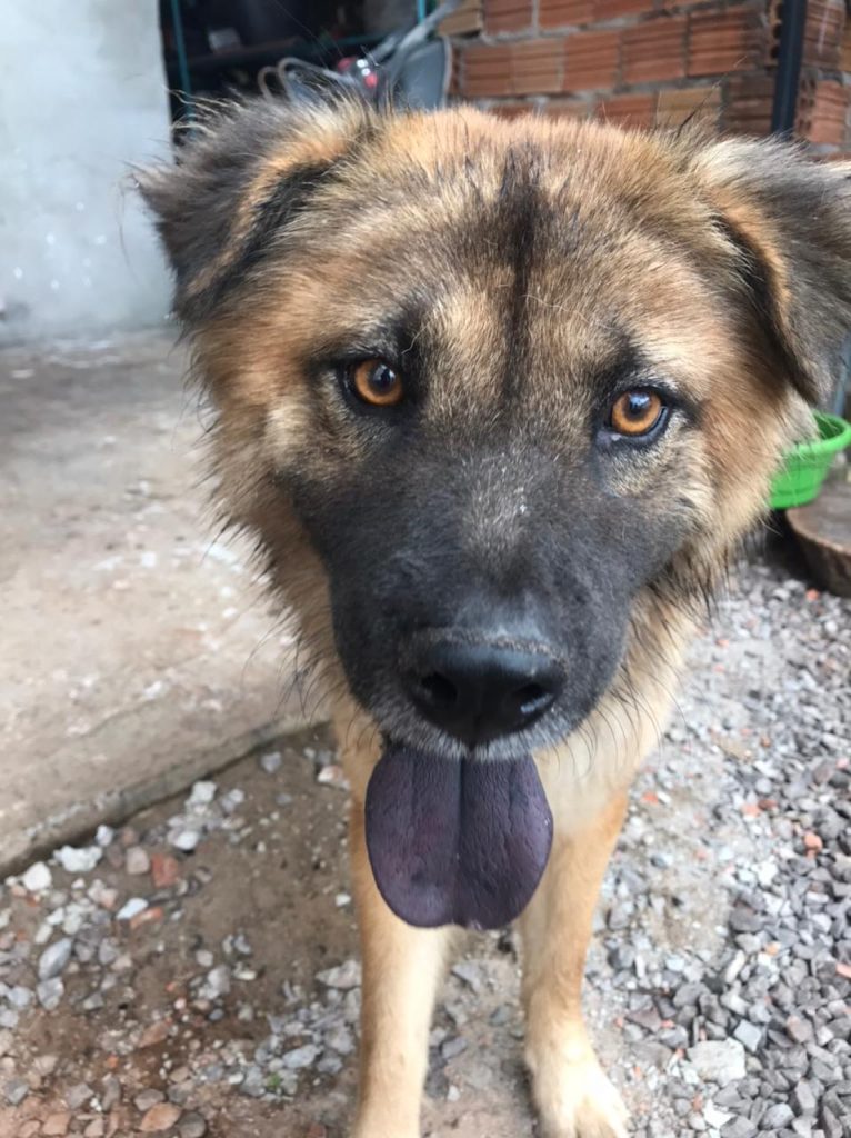 Cachorrinho foi encontrado na Avenida Brasil, na região do São Cristóvão