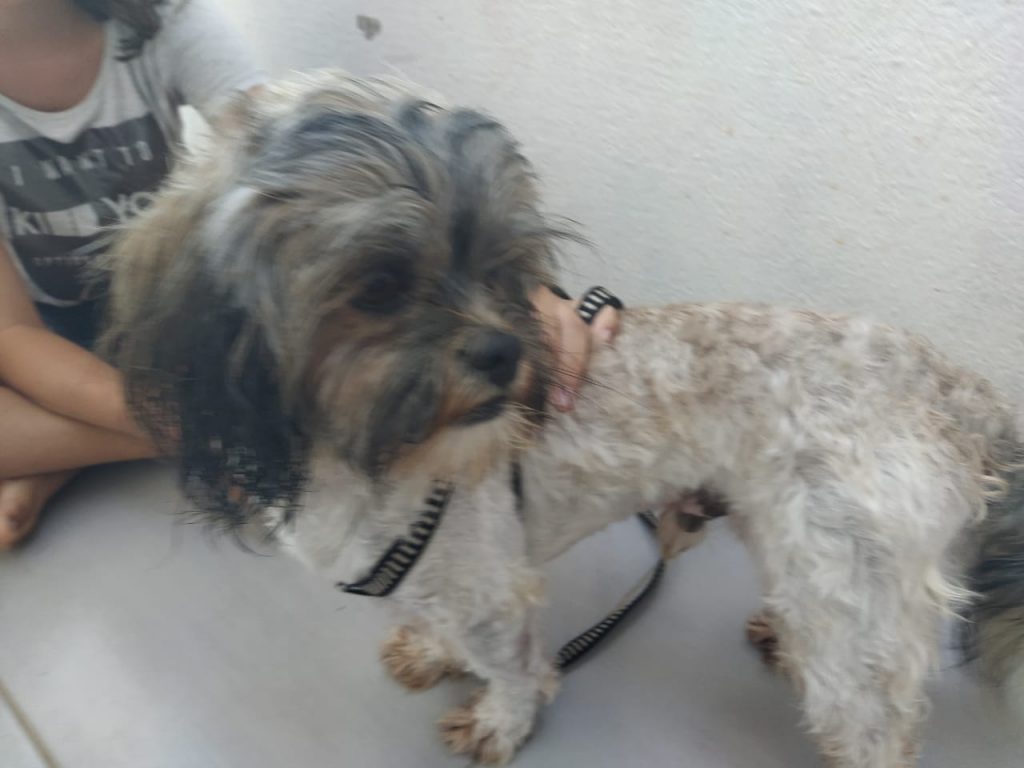 Cachorro ‘aparece’ em residência no Terra Nova 3 e moradora quer devolvê-lo ao dono Cachorro ‘aparece’ em residência no Terra Nova 3 e moradora quer devolvê-lo ao dono
