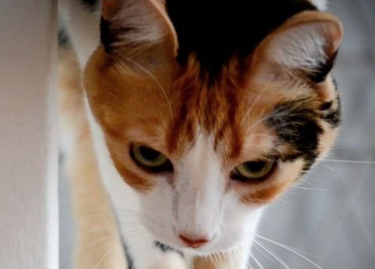 Gata desapareceu no Jardim Gramado Imagem referente a Gata desapareceu no Jardim Gramado