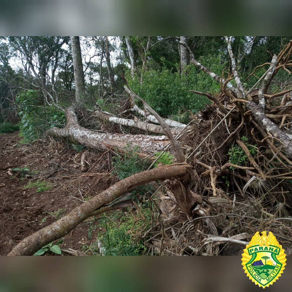 PM Ambiental autua infrator por destruir área superior a 15 hectares de floresta nativa em Palmas