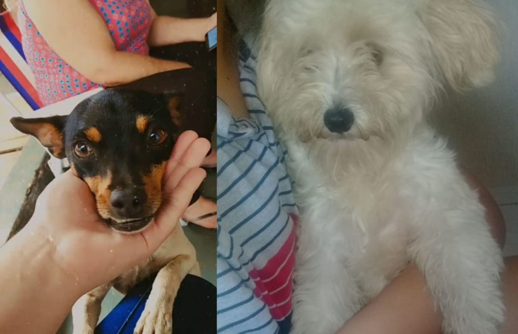 Moradora do Turisparque procura por seus dois cães que estão desaparecidos