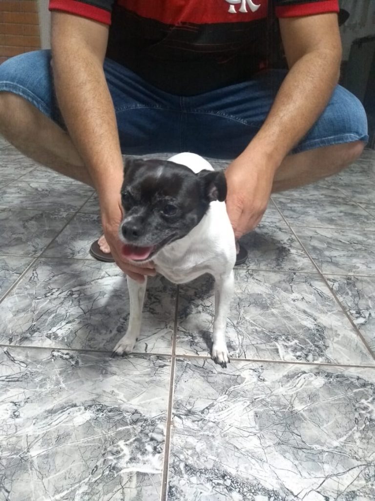 Internauta encontra cachorrinha no Bairro Country e deseja devolvê-la aos donos