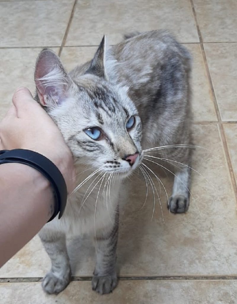 Gatinha é encontrada perto da Asservel e internauta procura pelo dono