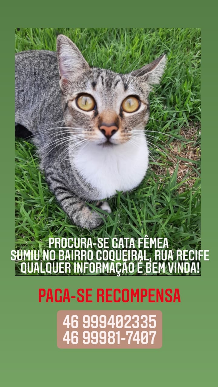 Gata desapareceu de residência na Rua Recife, no Bairro Coqueiral Imagem referente a Gata desapareceu de residência na Rua Recife, no Bairro Coqueiral