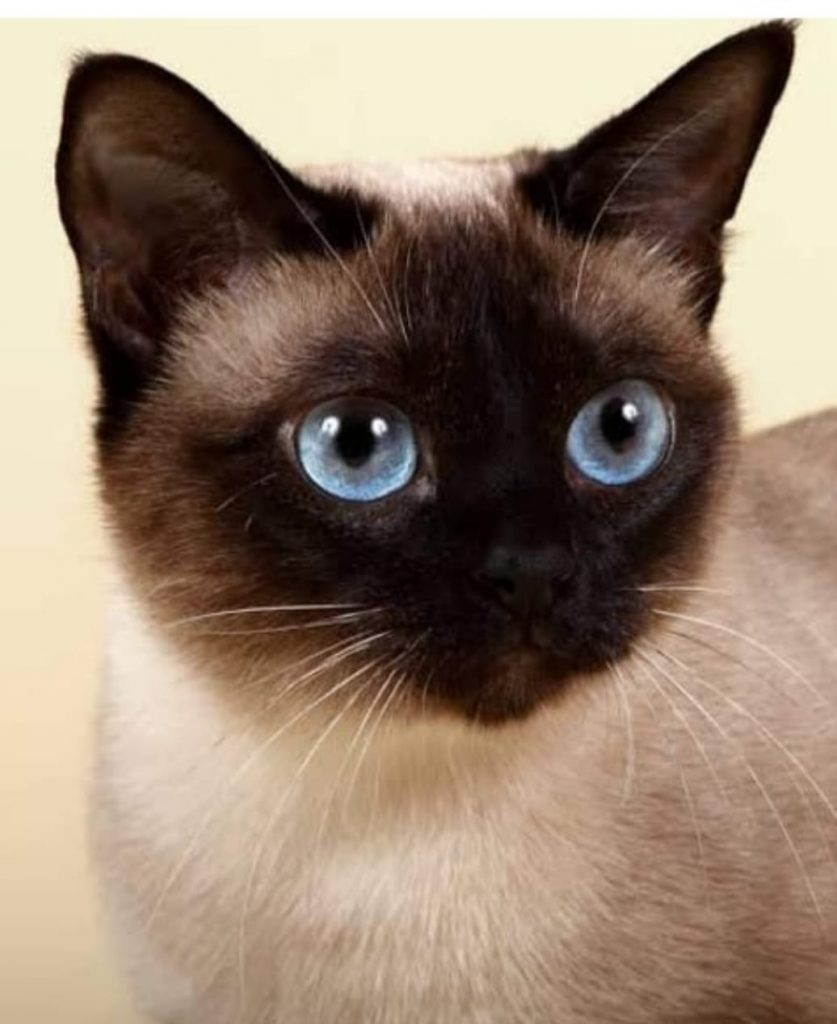Gato ‘Nick’ está desaparecido na região do Loteamento Santa Catarina, em Cascavel