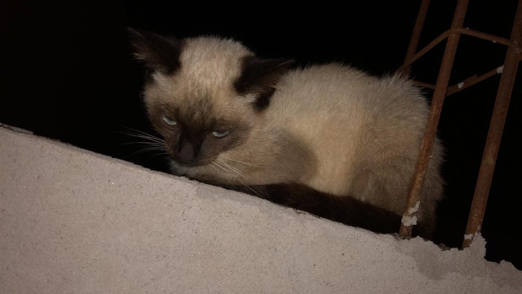 Gatinho foi encontrado na região do Bairro Santa Felicidade