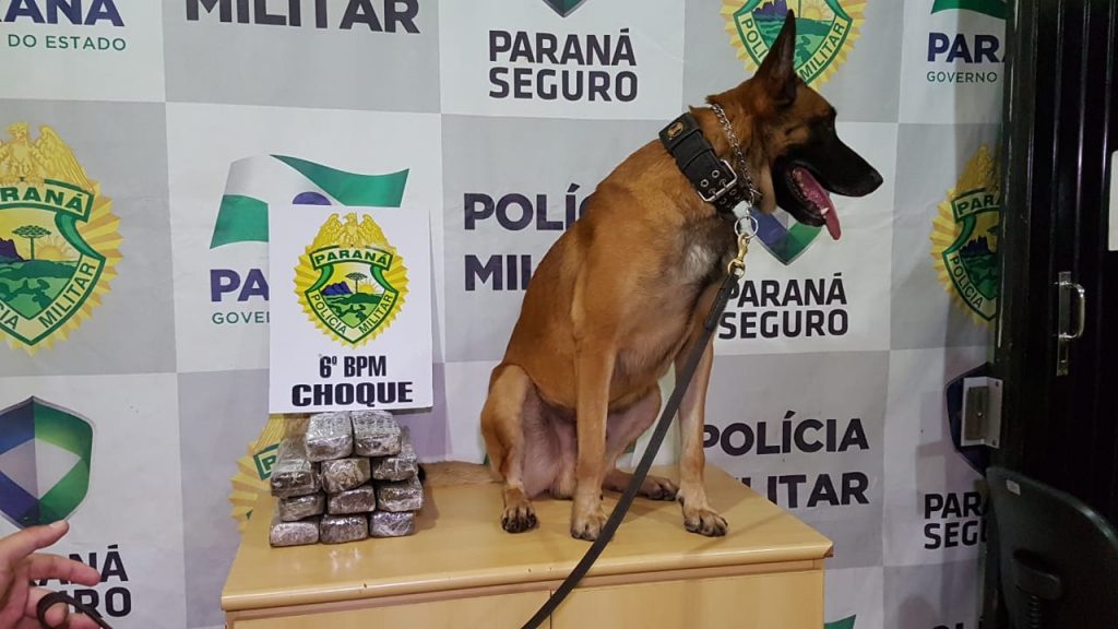 Jovem é detido pelo Choque ao ser flagrado transportando 8kg de maconha em ônibus