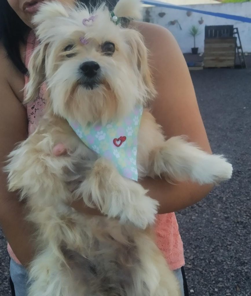 Cachorrinha foi encontrada no Bairro Santa Cruz