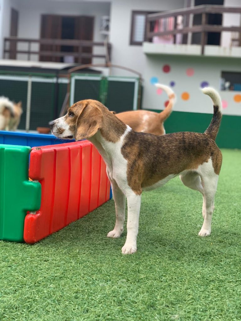 Cachorrinha ‘Amora’ sumiu na Região do Lago