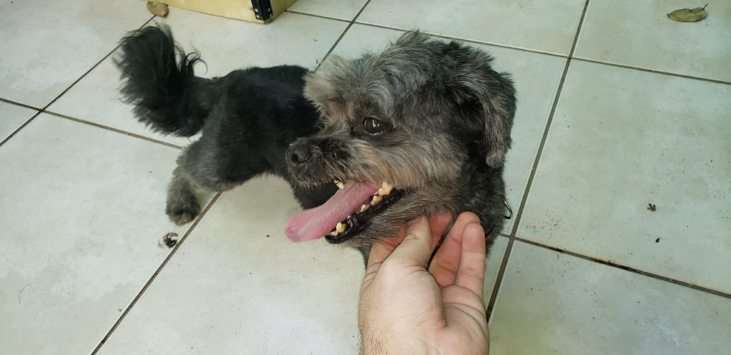Cachorrinho foi encontrado no Bairro Parque São Paulo Cachorrinho foi encontrado no Bairro Parque São Paulo