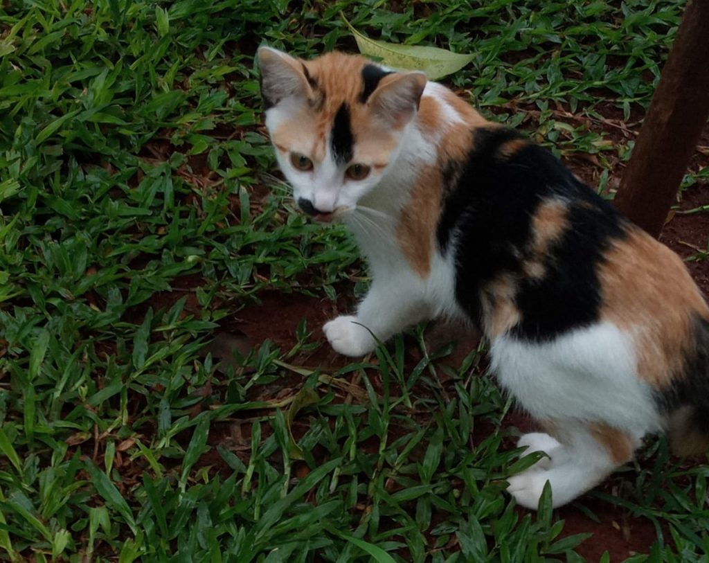 Gatinha “Bibi” está desaparecida no Bairro Cancelli