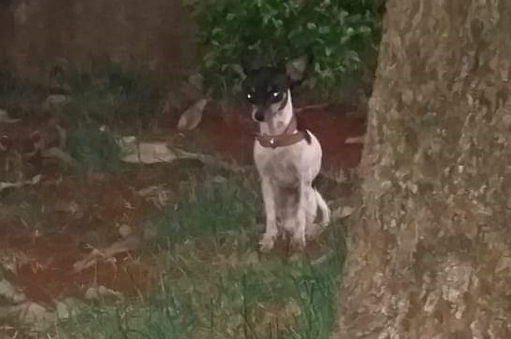 Encontrado cachorro perdido no Bairro Santo Onofre