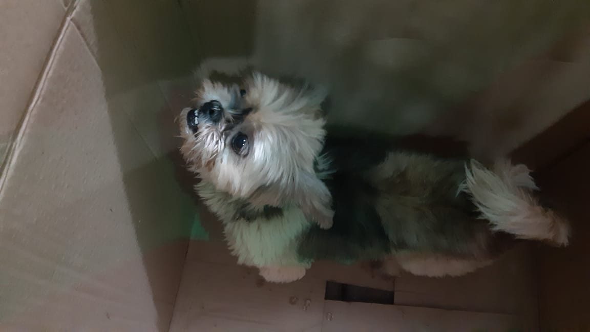 Cachorro perdido é encontrado no Jardim Padovani; Dono ainda não foi localizado Imagem referente a Cachorro perdido é encontrado no Jardim Padovani; Dono ainda não foi localizado
