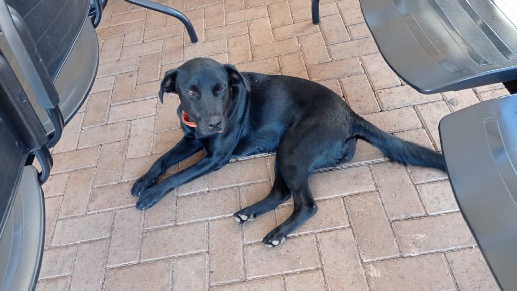 Cachorro perdido foi encontrado e está no UPA Brasília