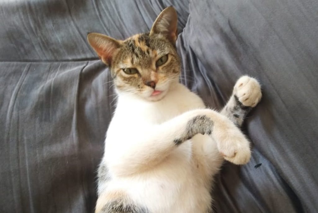 Gatinha “Tilica” está desaparecida