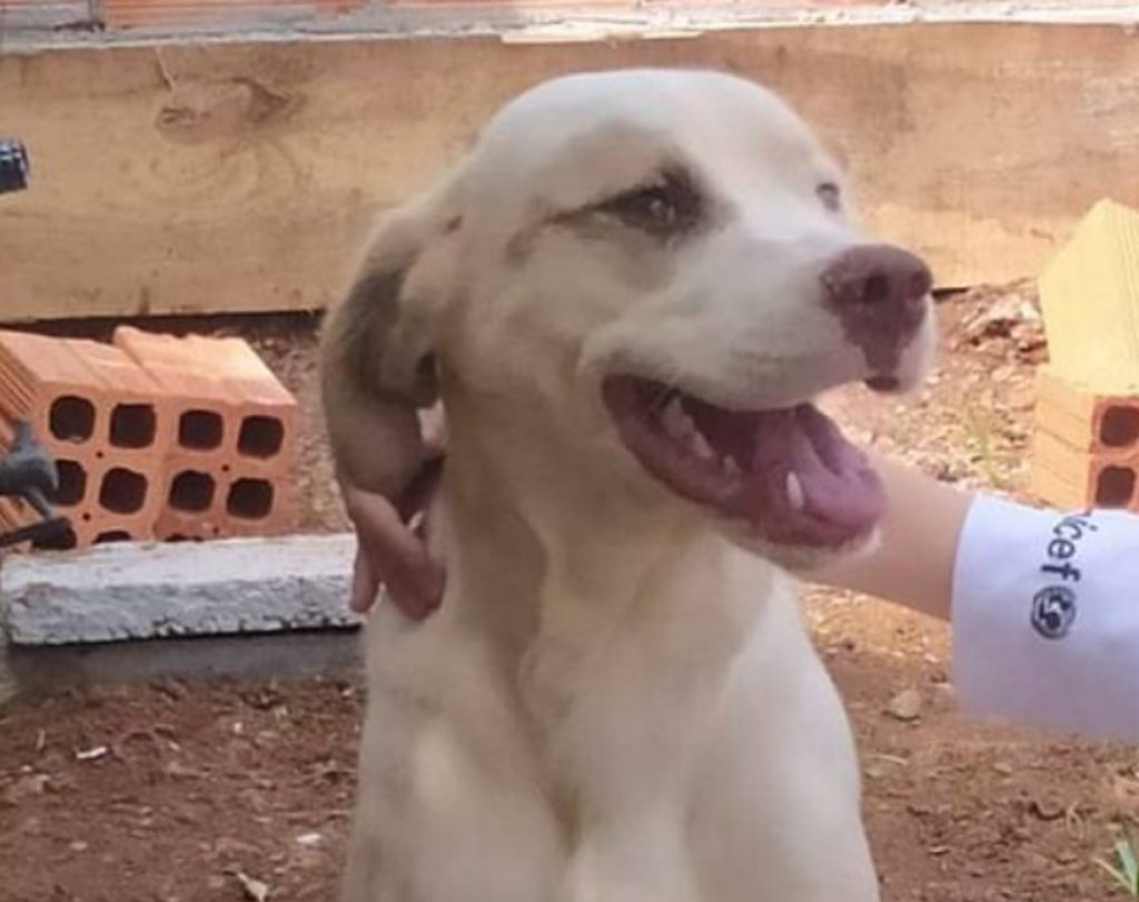 Internauta pede ajuda para localizar cachorrinho que sumiu na região do Cascavel Velho Internauta pede ajuda para localizar cachorrinho que sumiu na região do Cascavel Velho