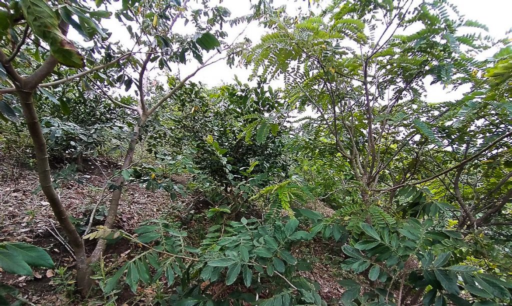 Projeto refloresta propriedades rurais em área de Mata Atlântica Projeto refloresta propriedades rurais em área de Mata Atlântica