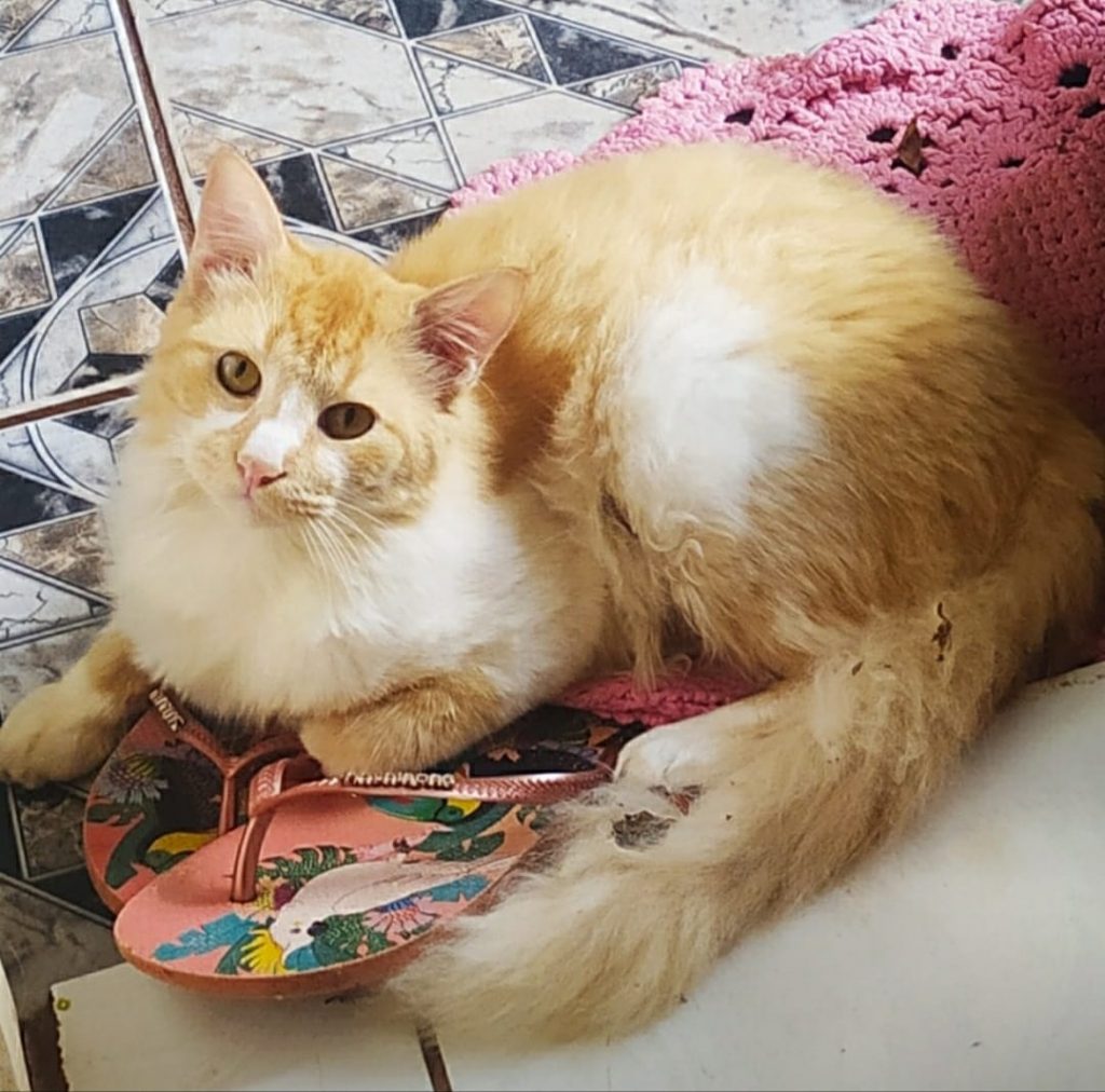 Internauta pede ajuda para localizar gatinho ‘Neno’, que sumiu no Santo Onofre