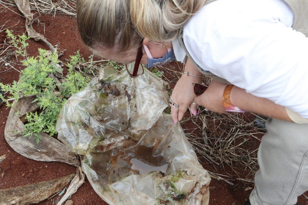 Cascavel registra três novos casos de dengue; Bairro Neva segue com maior índice de infectados Cascavel registra três novos casos de dengue; Bairro Neva segue com maior índice de infectados