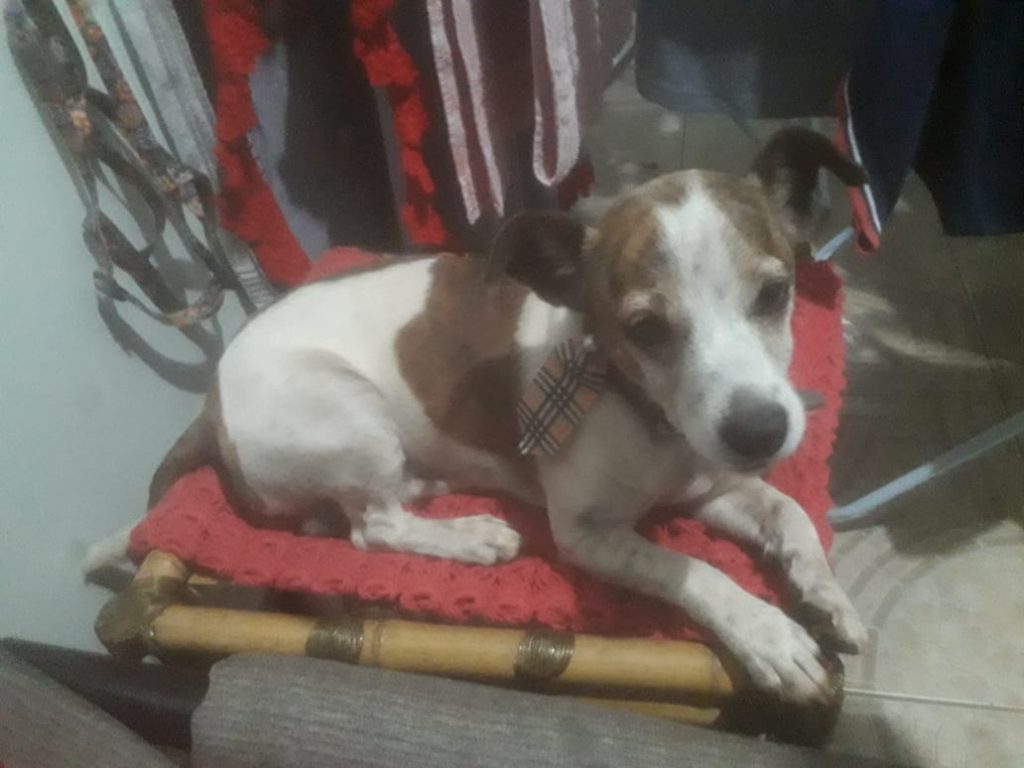 Cachorrinho foi encontrado no Bairro Presidente