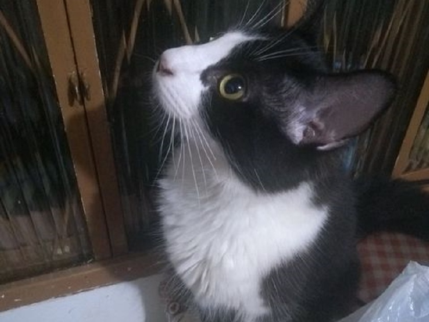 Gatinho “Tobi” está desaparecido e foi visto pela última vez no Bairro Universitário