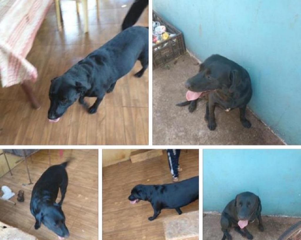 Você viu essa cachorrinha? Dona está buscando sua cachorra perdida
