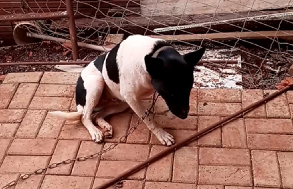 Cachorrinha que atende por ‘Paloma’ sumiu na região do Bairro São Cristóvão